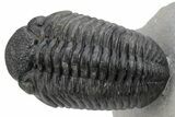 Phacopid Trilobite (Pedinopariops) - Rock Removed Under Shell #230351-3